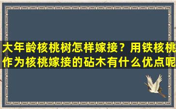 大年龄核桃树怎样嫁接？用铁核桃作为核桃嫁接的砧木有什么优点呢