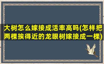 大树怎么嫁接成活率高吗(怎样把两棵挨得近的龙眼树嫁接成一棵)