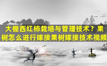 大棚西红柿栽培与管理技术？果树怎么进行嫁接果树嫁接技术视频