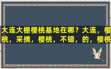 大连大棚樱桃基地在哪？大连，樱桃，采摘，樱桃，不错，的，樱桃园，哪儿