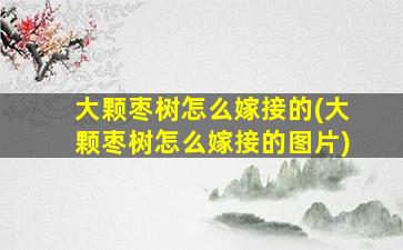 大颗枣树怎么嫁接的(大颗枣树怎么嫁接的图片)