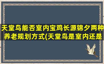 天堂鸟能否室内宝鸡长源锦夕两种养老规划方式(天堂鸟是室内还是室外植物)