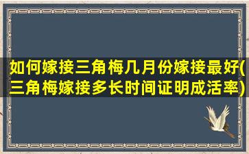 如何嫁接三角梅几月份嫁接最好(三角梅嫁接多长时间证明成活率)