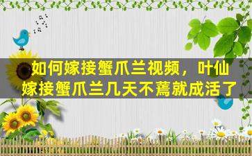 如何嫁接蟹爪兰视频，叶仙嫁接蟹爪兰几天不蔫就成活了