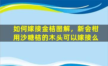 如何嫁接金桔图解，新会柑用沙糖桔的木头可以嫁接么