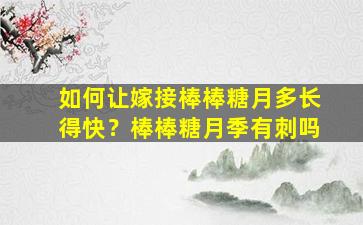 如何让嫁接棒棒糖月多长得快？棒棒糖月季有刺吗