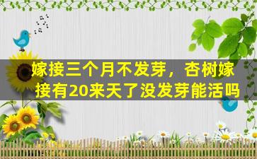 嫁接三个月不发芽，杏树嫁接有20来天了没发芽能活吗