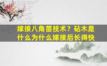 嫁接八角苗技术？砧木是什么为什么嫁接后长得快