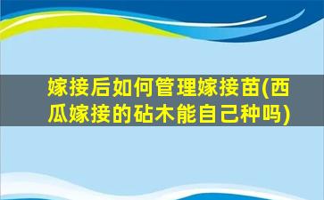 嫁接后如何管理嫁接苗(西瓜嫁接的砧木能自己种吗)