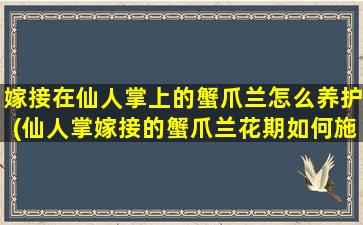 嫁接在仙人掌上的蟹爪兰怎么养护(仙人掌嫁接的蟹爪兰花期如何施肥和浇水)