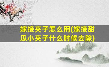 嫁接夹子怎么用(嫁接甜瓜小夹子什么时候去除)