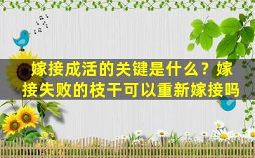 嫁接成活的关键是什么？嫁接失败的枝干可以重新嫁接吗