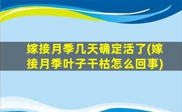 嫁接月季几天确定活了(嫁接月季叶子干枯怎么回事)