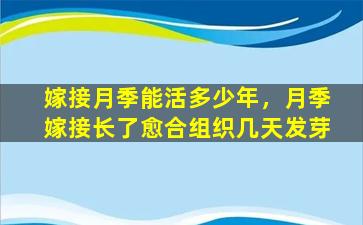 嫁接月季能活多少年，月季嫁接长了愈合组织几天发芽