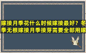 嫁接月季花什么时候嫁接最好？冬季无根嫁接月季接芽需要全部用嫁接膜包严还是留芽