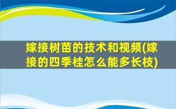 嫁接树苗的技术和视频(嫁接的四季桂怎么能多长枝)