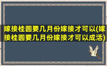 嫁接桂圆要几月份嫁接才可以(嫁接桂圆要几月份嫁接才可以成活)