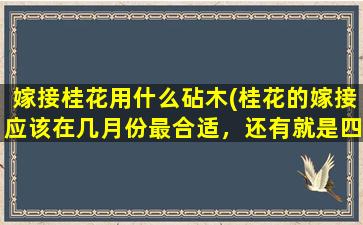 嫁接桂花用什么砧木(桂花的嫁接应该在几月份最合适，还有就是四季桂的原本可以嫁接丹桂或者金桂吗，有坏处吗)