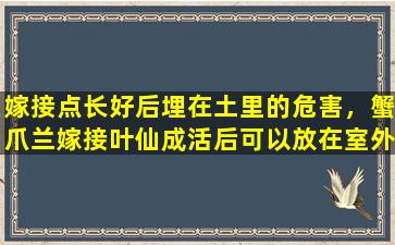 嫁接点长好后埋在土里的危害，蟹爪兰嫁接叶仙成活后可以放在室外吗