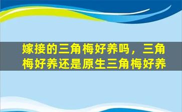 嫁接的三角梅好养吗，三角梅好养还是原生三角梅好养