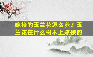 嫁接的玉兰花怎么养？玉兰花在什么树木上嫁接的