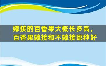 嫁接的百香果大概长多高，百香果嫁接和不嫁接哪种好