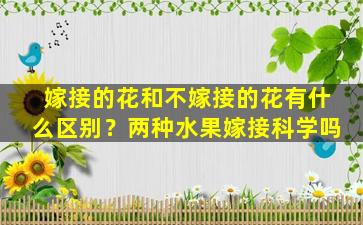 嫁接的花和不嫁接的花有什么区别？两种水果嫁接科学吗