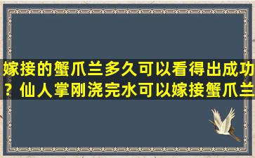 嫁接的蟹爪兰多久可以看得出成功？仙人掌刚浇完水可以嫁接蟹爪兰吗