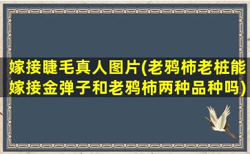 嫁接睫毛真人图片(老鸦柿老桩能嫁接金弹子和老鸦柿两种品种吗)