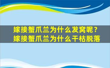 嫁接蟹爪兰为什么发窝呢？嫁接蟹爪兰为什么干枯脱落