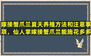 嫁接蟹爪兰夏天养殖方法和注意事项，仙人掌嫁接蟹爪兰能施花多多2号吗