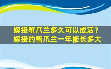 嫁接蟹爪兰多久可以成活？嫁接的蟹爪兰一年能长多大