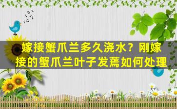 嫁接蟹爪兰多久浇水？刚嫁接的蟹爪兰叶子发蔫如何处理