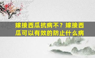 嫁接西瓜抗病不？嫁接西瓜可以有效的防止什么病