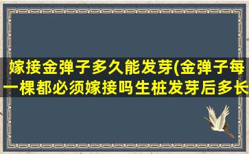 嫁接金弹子多久能发芽(金弹子每一棵都必须嫁接吗生桩发芽后多长时间能嫁接)