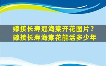 嫁接长寿冠海棠开花图片？嫁接长寿海棠花能活多少年