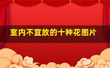 室内不宜放的十种花图片