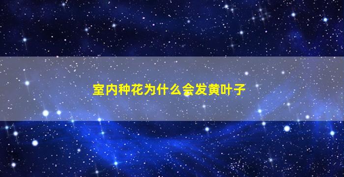 室内种花为什么会发黄叶子