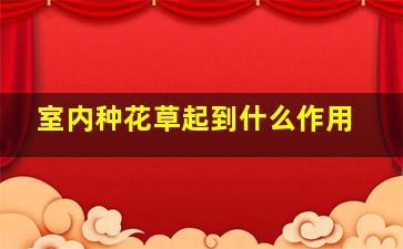 室内种花草起到什么作用