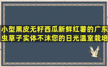 小型黑皮无籽西瓜新鲜红薯的广东虫草子实体不沫您的日光温室栽培提升(黑皮无籽西瓜栽培技术)