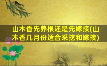 山木香先养根还是先嫁接(山木香几月份适合采挖和嫁接)