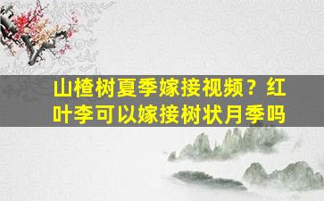 山楂树夏季嫁接视频？红叶李可以嫁接树状月季吗