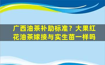 广西油茶补助标准？大果红花油茶嫁接与实生苗一样吗