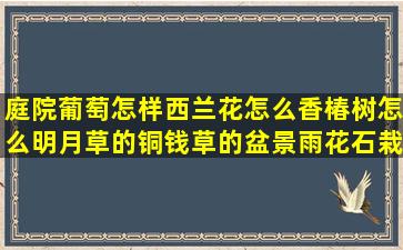 庭院葡萄怎样西兰花怎么香椿树怎么明月草的铜钱草的盆景雨花石栽培基质(庭院葡萄如何剪枝)