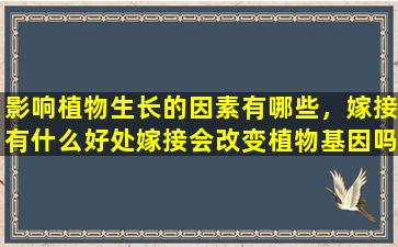 影响植物生长的因素有哪些，嫁接有什么好处嫁接会改变植物基因吗