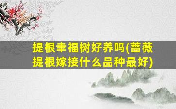 提根幸福树好养吗(蔷薇提根嫁接什么品种最好)