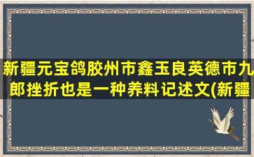 新疆元宝鸽胶州市鑫玉良英德市九郎挫折也是一种养料记述文(新疆元宝鸽养殖)