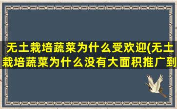 无土栽培蔬菜为什么受欢迎(无土栽培蔬菜为什么没有大面积推广到农村)