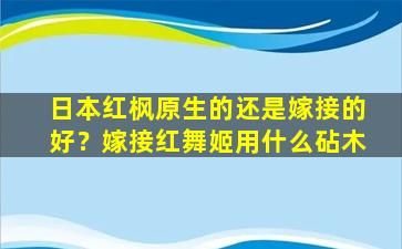 日本红枫原生的还是嫁接的好？嫁接红舞姬用什么砧木