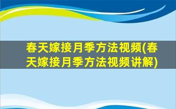 春天嫁接月季方法视频(春天嫁接月季方法视频讲解)